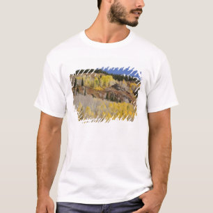 T-shirts EUA, Colorado, Floresta Nacional de Gunnison, ao l