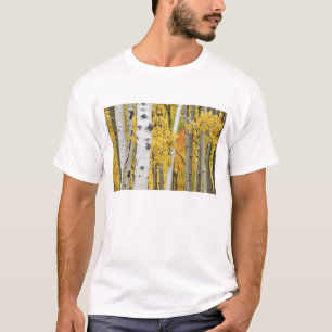 T-shirts EUA, Colorado, Montanhas Rochosas. Álamo íntimo