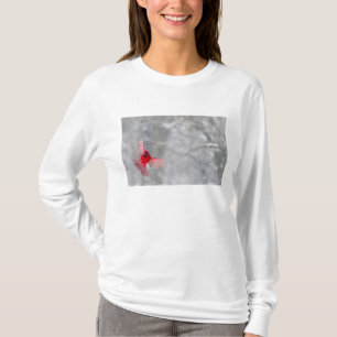 T-shirts EUA, Indiana, Indianapolis. Um cardeal macho