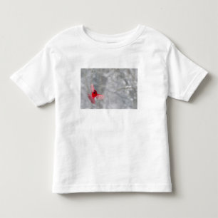 T-shirts EUA, Indiana, Indianapolis. Um cardeal macho