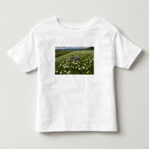 T-shirts EUA, Montana, Margarida silvestre florescendo no p