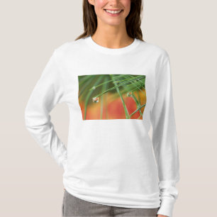 T-shirts EUA, Nordeste, Agulhas de pinheiro com gotas de