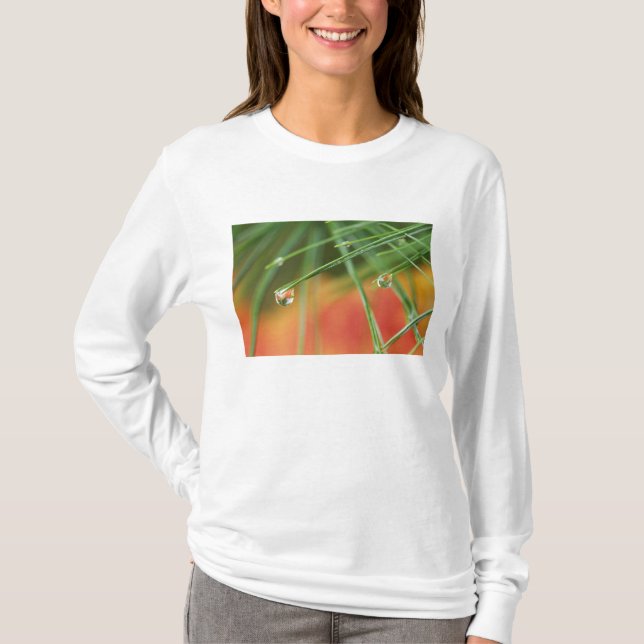 T-shirts EUA, Nordeste, Agulhas de pinheiro com gotas de (Frente)