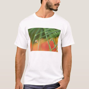 T-shirts EUA, Nordeste, Agulhas de pinheiro com gotas de