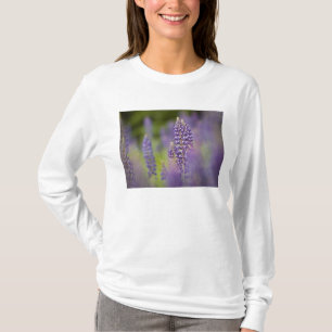 T-shirts EUA, nordeste de Minnesota, perto de Silver Bay,