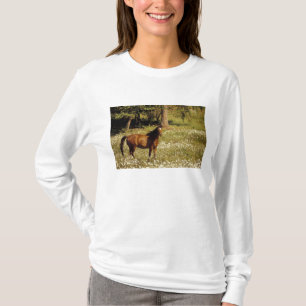 T-shirts EUA, Oregon. Cavalo em campo de margaridas