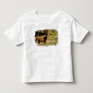 T-shirts EUA, Oregon. Cavalo em campo de margaridas