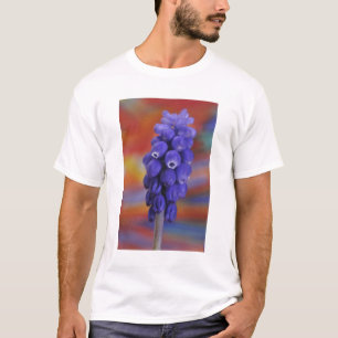 T-shirts EUA, Oregon, Portland. Close-up de uva azul