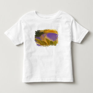 T-shirts EUA, Pensilvânia. Gerbera Daisies amarelas, close
