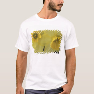 T-shirts EUA, Utah, Daffodils do Vale de Cache
