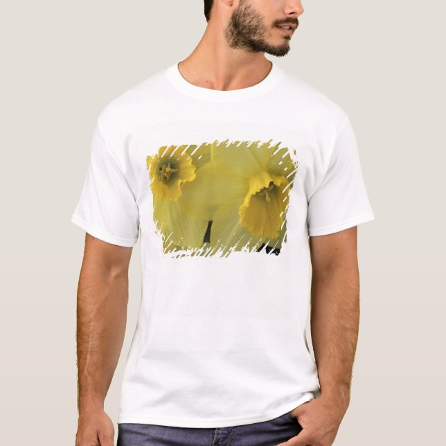 T-shirts EUA, Utah, Daffodils do Vale de Cache (Frente)