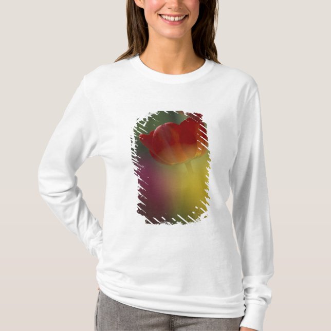T-shirts EUA, Utah, Tulipas do Vale Cache num jardim (Frente)
