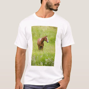 T-shirts EUA, Washington, Cavalo em Campo de Primavera,