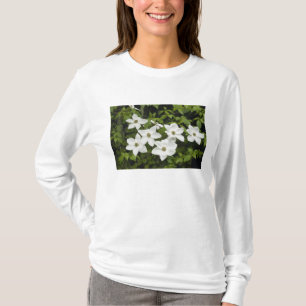 T-shirts EUA, Washington, Cornus do Pacífico, Cornus