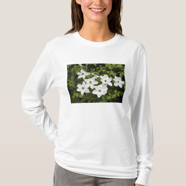 T-shirts EUA, Washington, Cornus do Pacífico, Cornus (Frente)
