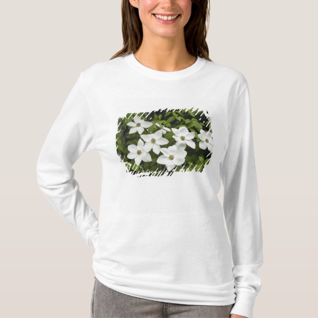 T-shirts EUA, Washington, Cornus do Pacífico, Cornus (Frente)