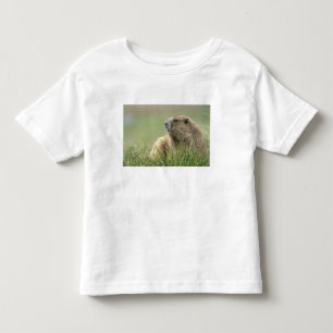 T-shirts EUA, Washington, Parque Nacional Olímpico, Marmota