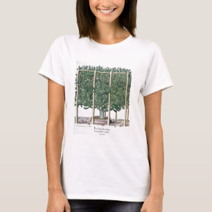 T-shirts Eystettensis indica do Ficus, 'do Hortus Eystet