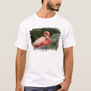 T-shirts Flamingo cor-de-rosa