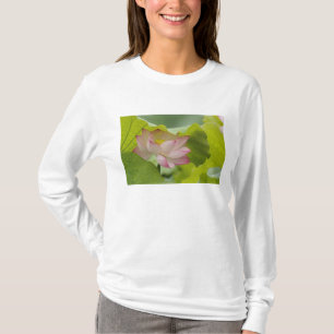 T-shirts Flor de lótus, Nelumbo nucifera, China