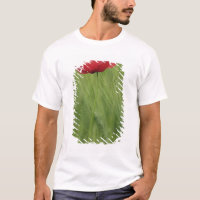 Flor de papoula vermelha entre a cultura de trigo,