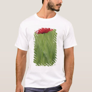 T-shirts Flor de papoula vermelha entre a cultura de trigo,