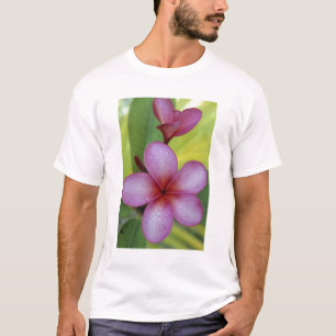 T-shirts Flor, Plumeria sp.), Pacífico Sul, Niue