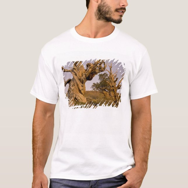T-shirts Floresta Antiga de Bristlecone, Montanhas Brancas, (Frente)