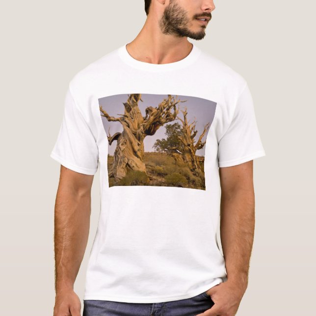 T-shirts Floresta de Bristlecone Antiga, Montanhas Brancas, (Frente)