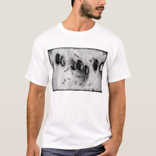 T-shirts formigas surfando