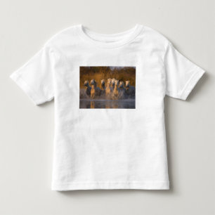 T-shirts França, Provença. Cavalos brancos Camargue