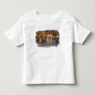 T-shirts França, Provença. Cavalos brancos Camargue
