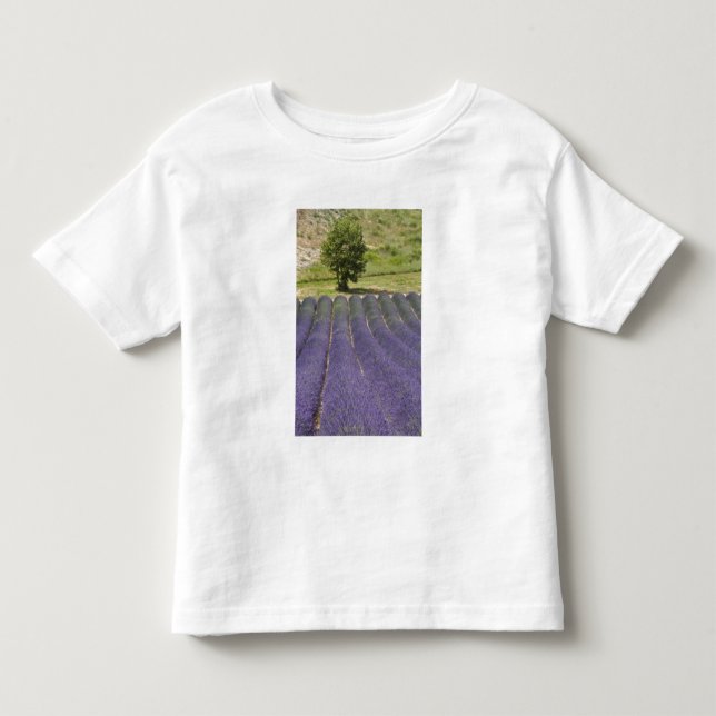 T-shirts França, Provença. Fileiras de lavanda em flor. (Frente)