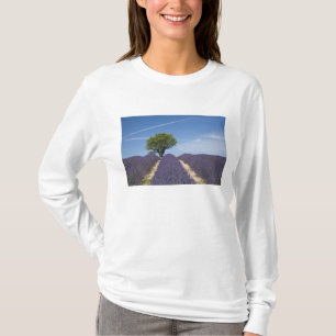 T-shirts França, Provença. Fileiras de lavanda em flor. 4