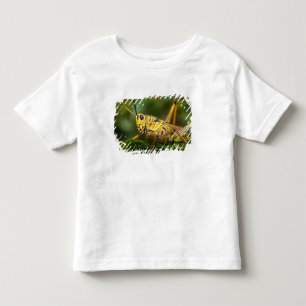 T-shirts Gafanhoto, Parque Nacional Everglades, Flórida,