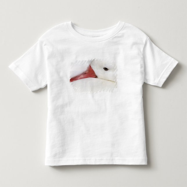 T-shirts Ganso-de-neve Chen caerulescens (Frente)