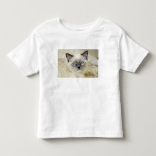 T-shirts gatinho Ragdoll