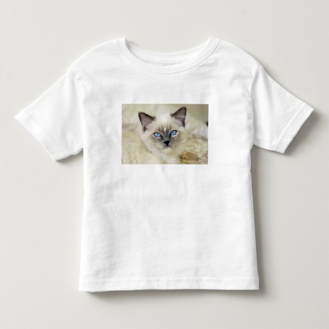 T-shirts gatinho Ragdoll (Frente)
