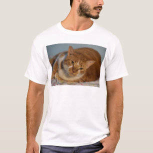 T-shirts Gato alaranjado & branco