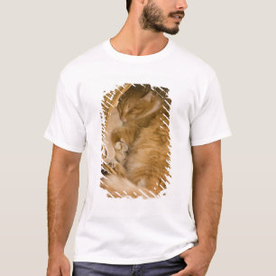 T-shirts Gato laranja dormindo na cesta