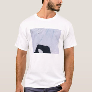 T-shirts Geleira da ilha do pinho