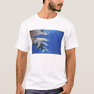 T-shirts golfinho pintado do Atlântico. Bimini, Bahamas