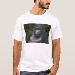 T-shirts Gorila da Montanha e Costas Prateadas
