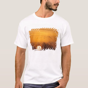 T-shirts Gruas de Sandhill silhuetas contra sol ascensão
