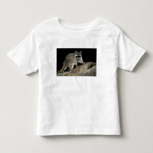 T-shirts Guaxinim-comum, Procyon lotor