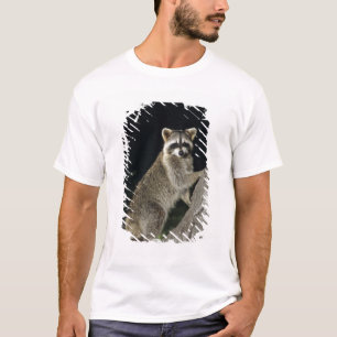 T-shirts Guaxinim-do-norte, Procyon lotor, adulto em árvore