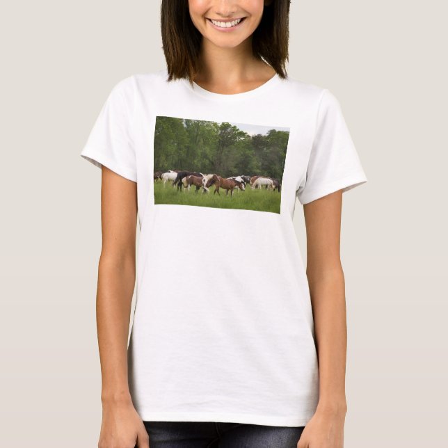 T-shirts Herd de cavalos, Tennessee (Frente)