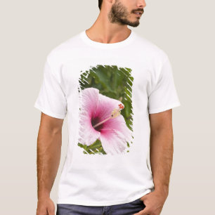 T-shirts Ilhas Cook, Atiu. Flor de hibisco.