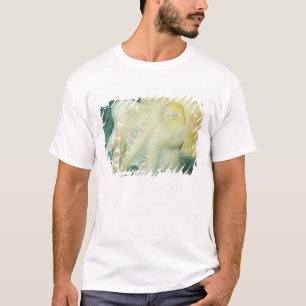 T-shirts Indonésia, Província de Sulawesi do Sul, Wakatobi
