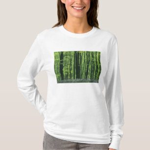 T-shirts Inglaterra, Floresta de faia e Bluebells